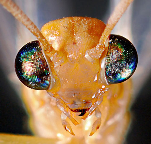 Picture 10 of The image is amazed about the animal's eyes
