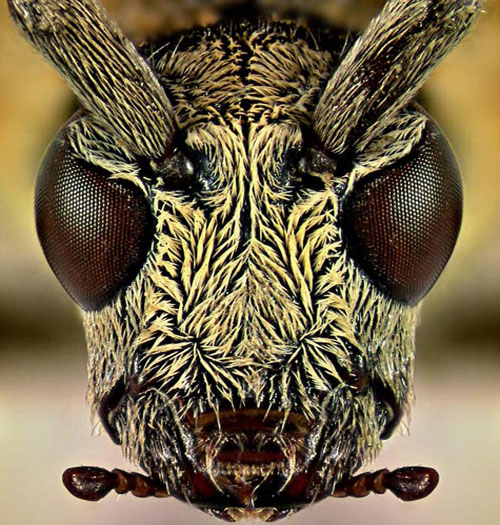 Picture 11 of The image is amazed about the animal's eyes