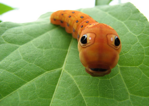 Picture 12 of The image is amazed about the animal's eyes