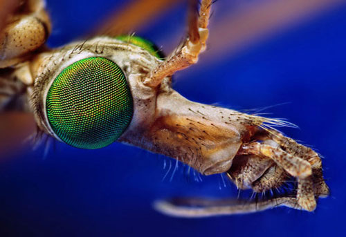 Picture 2 of The image is amazed about the animal's eyes