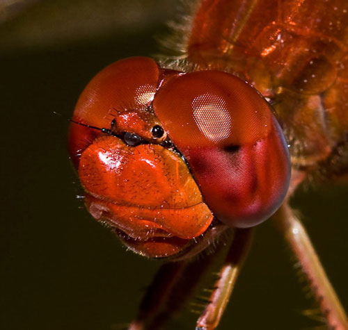 Picture 4 of The image is amazed about the animal's eyes