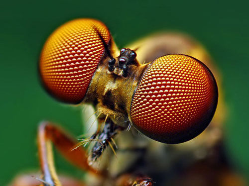 Picture 5 of The image is amazed about the animal's eyes