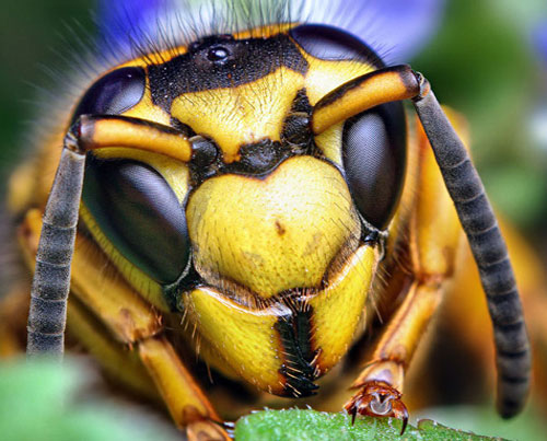 Picture 6 of The image is amazed about the animal's eyes