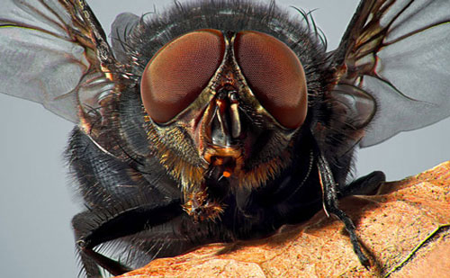 Picture 7 of The image is amazed about the animal's eyes