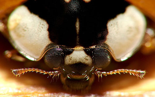 Picture 8 of The image is amazed about the animal's eyes