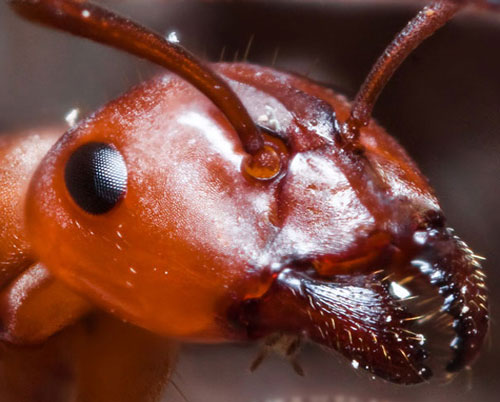 Picture 9 of The image is amazed about the animal's eyes