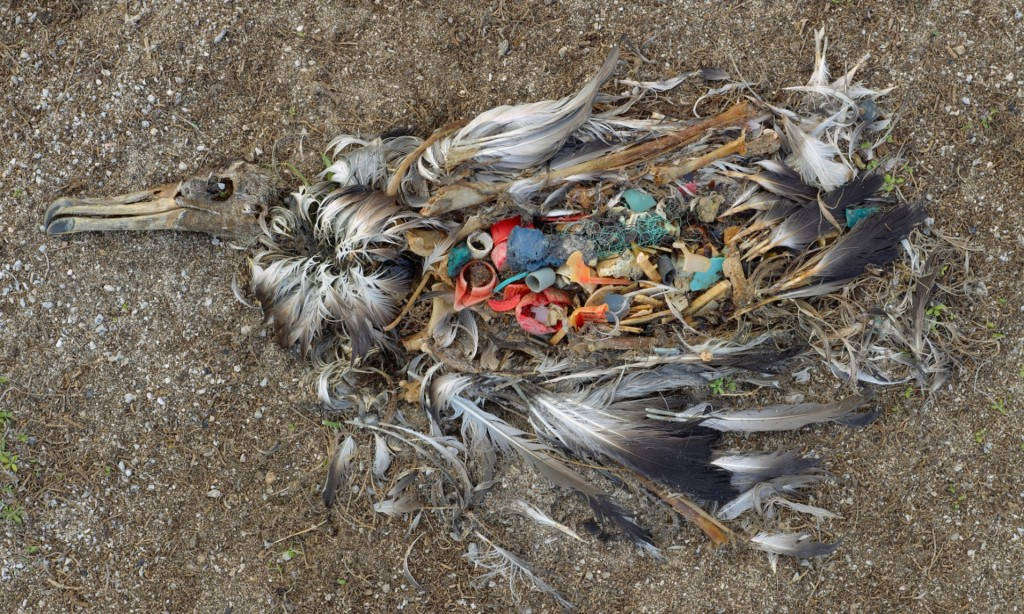 Picture 11 of The image of the terrible environmental destruction in the world