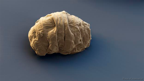 Picture 2 of The immortal ability of organisms is 500 million years ago
