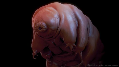 Picture 3 of The immortal ability of organisms is 500 million years ago