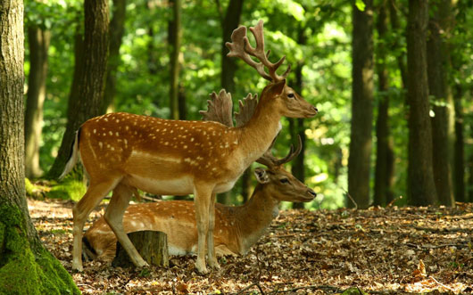 Picture 1 of The increase in the number of deer, threatening the future of forests