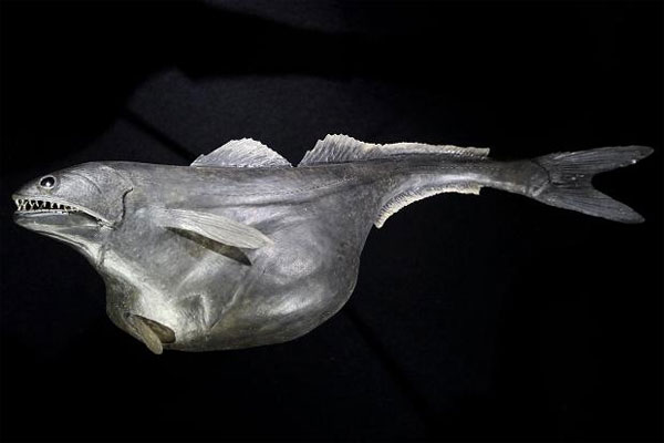 Picture 1 of The incredible abilities of aquatic creatures