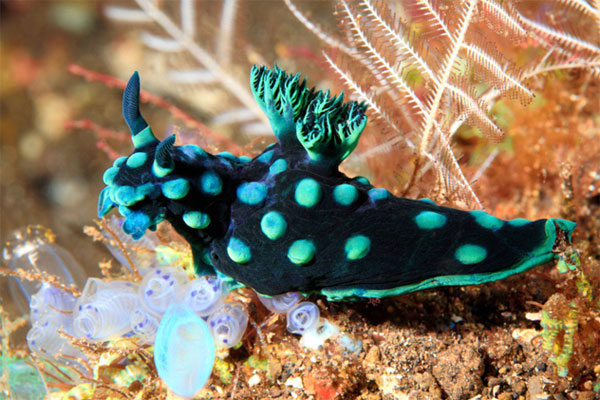 Picture 2 of The incredible abilities of aquatic creatures