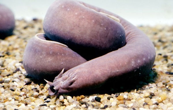 Picture 4 of The incredible abilities of aquatic creatures