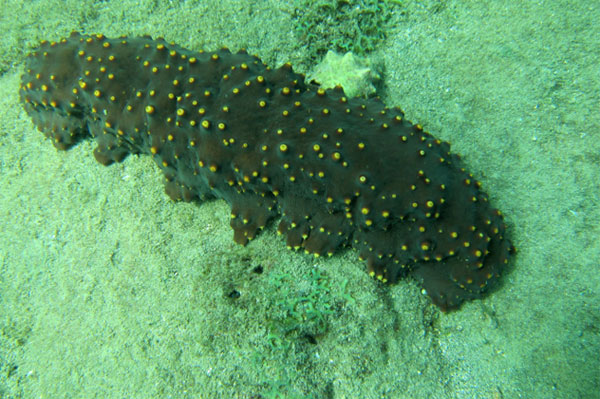 Picture 5 of The incredible abilities of aquatic creatures