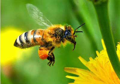 Picture 5 of The incredible abilities of insects