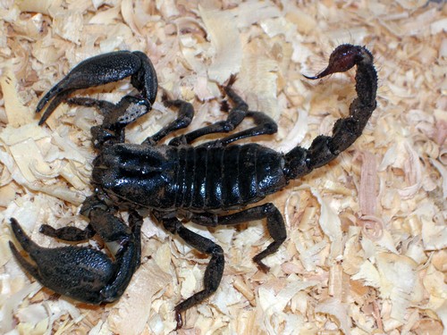 Picture 7 of The incredible abilities of insects
