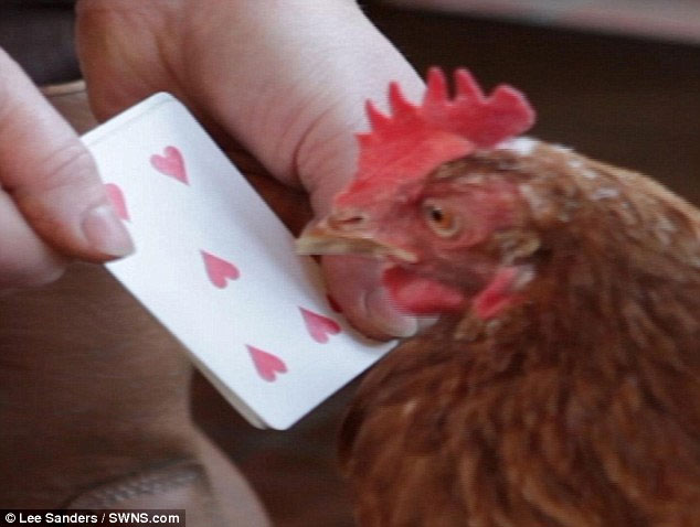 Picture 1 of The incredible ability of calculating hens