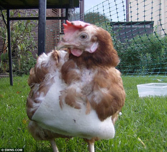 Picture 3 of The incredible ability of calculating hens