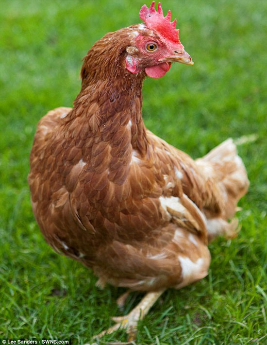 Picture 4 of The incredible ability of calculating hens