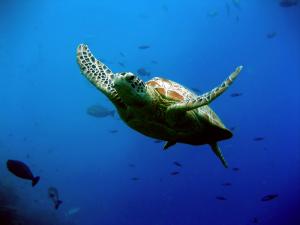 Picture 1 of The incredible journey of sea turtles