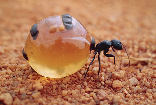 Picture 2 of The incredible record of insects