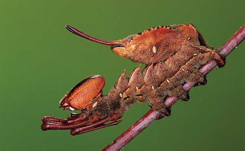 Picture 3 of The incredible record of insects