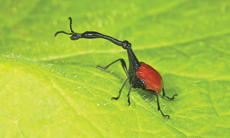 Picture 4 of The incredible record of insects