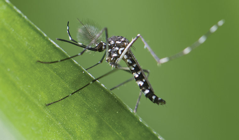 Picture 5 of The incredible record of insects