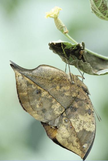 Picture 7 of The incredible record of insects