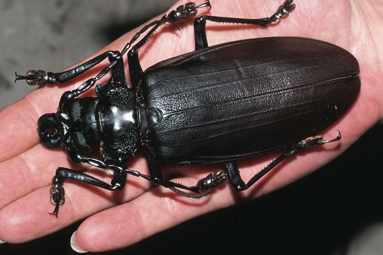 Picture 8 of The incredible record of insects