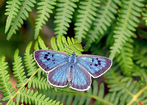 Picture 1 of The incredible revival of green butterflies in the UK