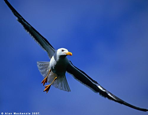 Picture 3 of The initial successful redistribution of Caspian terns