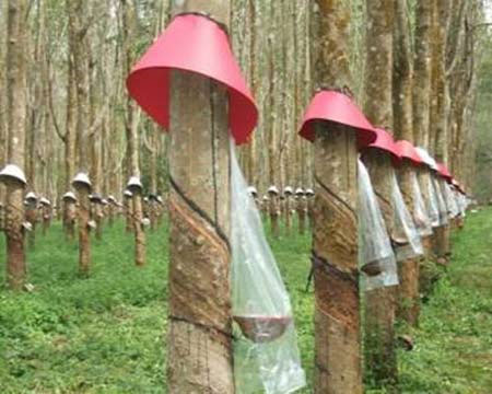 Picture 1 of The initiative helps reduce rubber latex loss