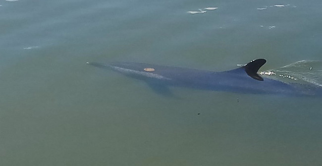 Picture 1 of The injured dolphin swims into the river in Hoi An