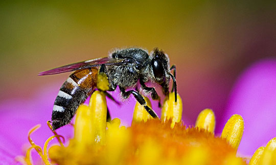 Picture 1 of The insects are the most favored of the planet
