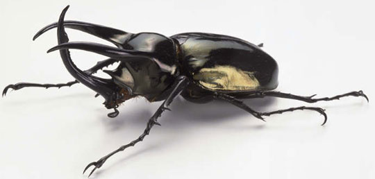 Picture 3 of The insects are the most favored of the planet