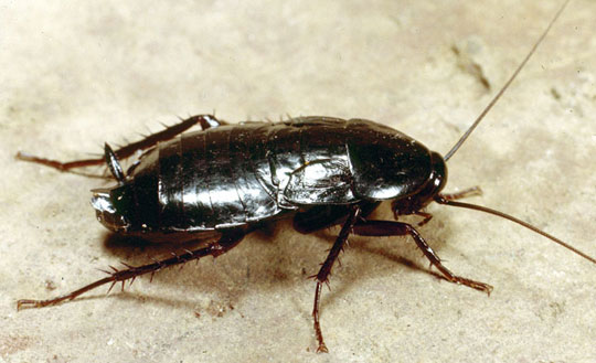 Picture 4 of The insects are the most favored of the planet