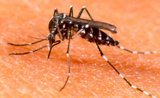 Picture 5 of The insects are the most favored of the planet