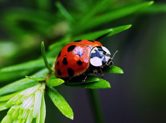 Picture 6 of The insects are the most favored of the planet