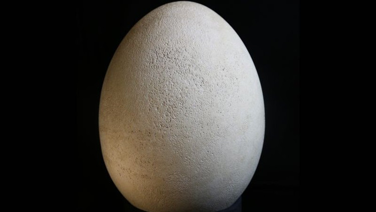 Picture 1 of The intact egg of a bird weighs half a ton