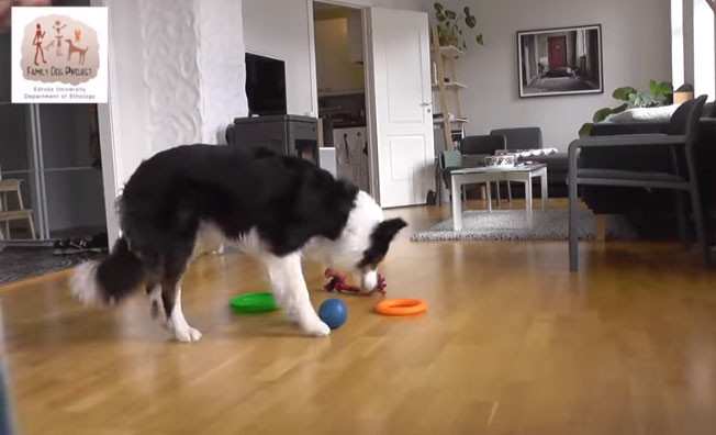 Picture 1 of The intelligent dog distinguishes 90 different types of objects