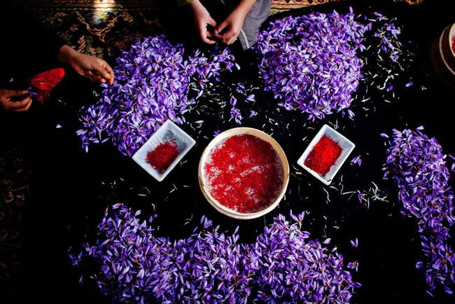 Picture 3 of The interesting secret of saffron - the world's most expensive spice of nearly 1 billion / kg