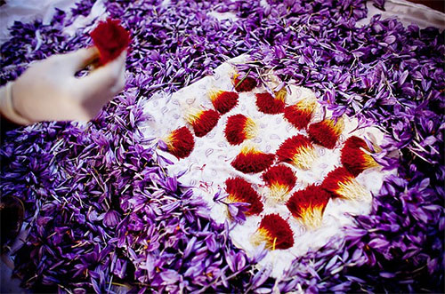 Picture 4 of The interesting secret of saffron - the world's most expensive spice of nearly 1 billion / kg
