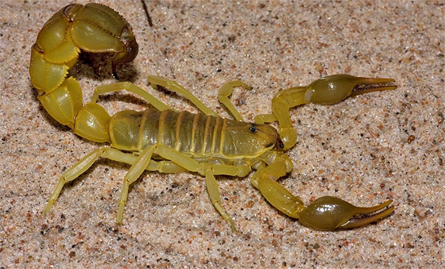 Picture 1 of The 'invading' scorpion Brazil, killing hundreds of people