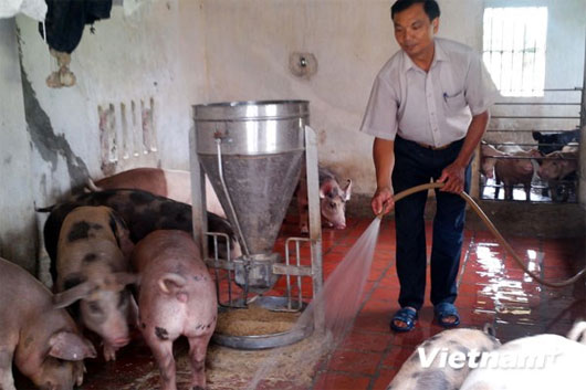 Picture 1 of The inventor of pigs by herbal bio-food