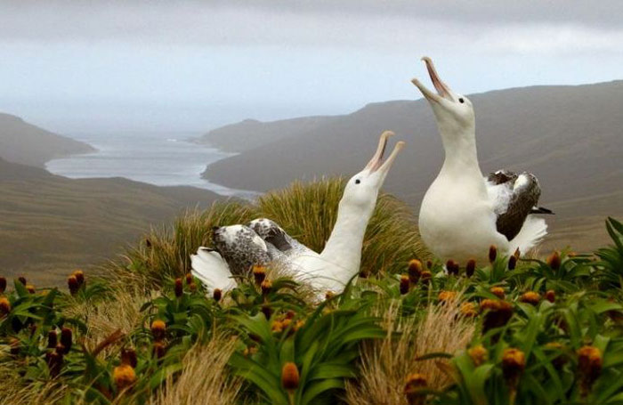 Picture 11 of The island is located near the Antarctic of New Zealand