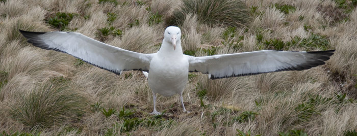 Picture 12 of The island is located near the Antarctic of New Zealand