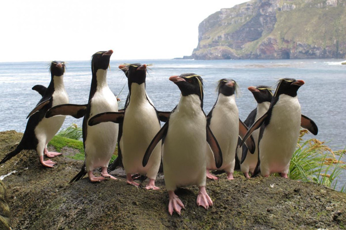 Picture 6 of The island is located near the Antarctic of New Zealand