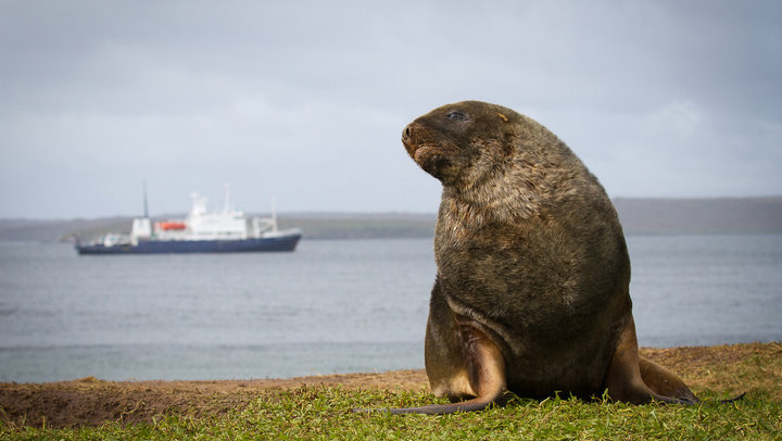 Picture 7 of The island is located near the Antarctic of New Zealand