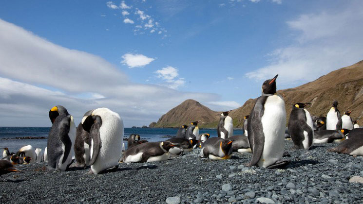 Picture 8 of The island is located near the Antarctic of New Zealand